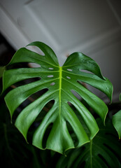 dark green monstera leaf background © Alena Petrachkova