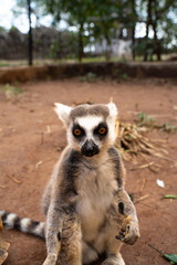 Lemur