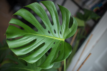 dark green monstera leaf background