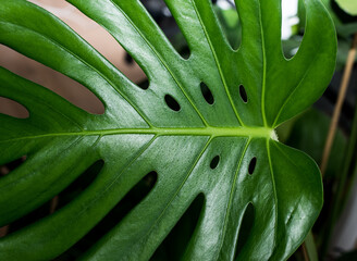 dark green monstera leaf background