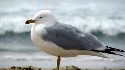 White seagull in closeup on the seashore