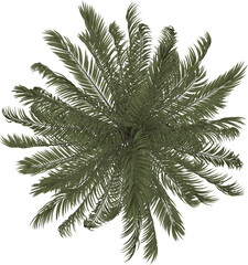 Palm tree. 3D rendering illustration. Top view.