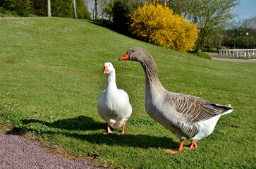 Two geese (Anser anser domesticus), one white and one gray, walking on the grass in a park