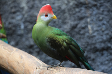 Rothaubenturako (Tauraco erythrolophus), auch Rotschopfturako