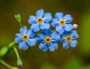 blue flowers of true forget-me-not (Myosotis scorpioides)