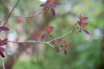 pink flowers on a tree