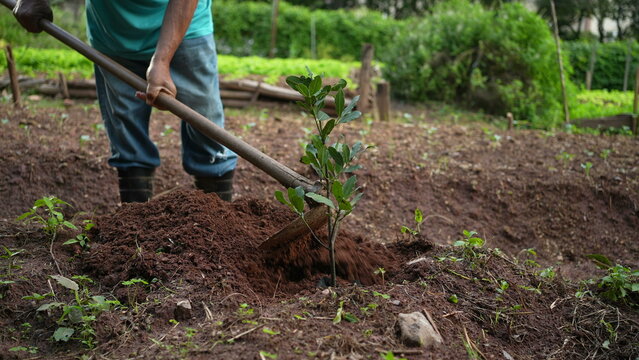 Person planting a tree on the ground covering seedling with dirt. Older man plants a tree