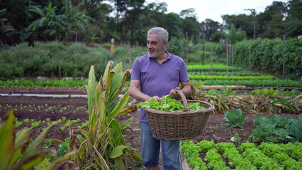 One happy older man walking in farm carrying basket with green lettuces. Senior person holding organic food