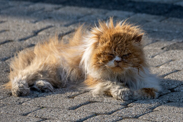 Auta klasyczne Będzin © Marcin