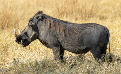 Common warthog male isolated in the African bush