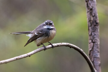 Grey fantail (Rhipidura albiscapa) staring from a perch in the forest, Sydney
