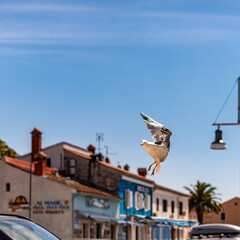 Hafen von Vrsar in Kroatien © Zippl W.