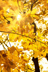 colorful autumn tree leaves