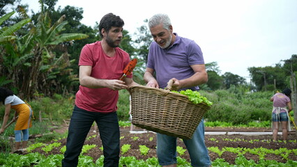 Fototapeta premium Group of community farmers cultivating organic food at local small urban farm. People growing lettuces and vegetables