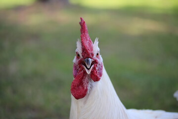 White rooster head with red comb front view. Farm bird countryside.