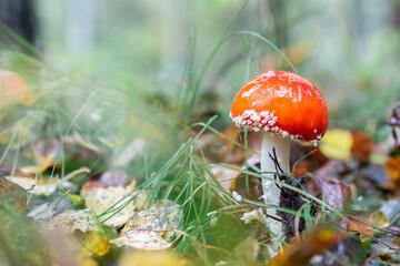 Amanita muscari, fly agaric beautiful red-headed hallucinogenic toxic mushroom