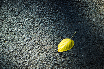 Minimal still life image of a yellow leaf on the road.