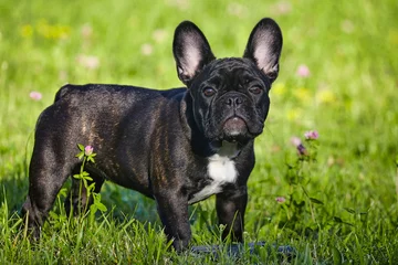 Foto op Canvas charmante franse bulldog puppy in de zomer op het groene gras © Vadzim