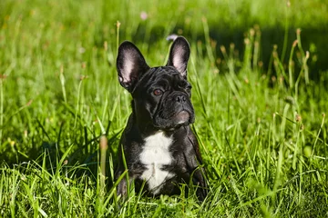 Foto op Plexiglas charmante franse bulldog puppy in de zomer op het groene gras © Vadzim