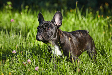 charmante franse bulldog puppy in de zomer op het groene gras