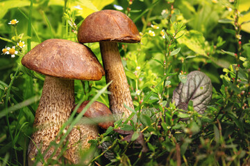 Autumn mushroom picking, nature mushrooms in the grass in the forest.