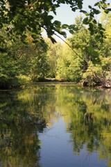 reflection of trees in the water