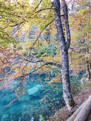 Trees around an alpine lake in autumn in the julian Alps, Italy