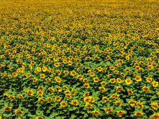 Fototapeta premium field of sunflowers