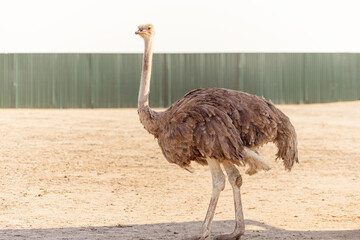 Close-up ostrich walks in the reserve on a sunny day. - obrazy, fototapety, plakaty