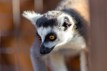 Lemur close-up. Lemur walks on a tree branch.