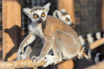Obraz premium Lemurs walk on a tree. Lemurs close-up.