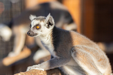 Lemur close-up. Lemur watches other Lemurs.