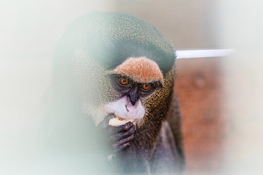 Cercopithecus kandti photo. Head of a monkey close-up.