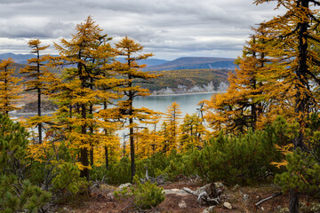 Beautiful autumn landscape. View of larch trees and dwarf pines. Coniferous forest in the mountains. In the distance is a sea bay and hills. Travel and ecological tourism in northern nature. September