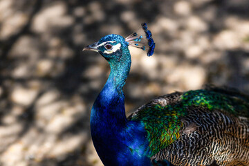 Fototapeta premium Beautiful colorful peacock close up.