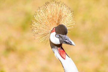 Gray Crowned Crane on a background of yellow savannah.