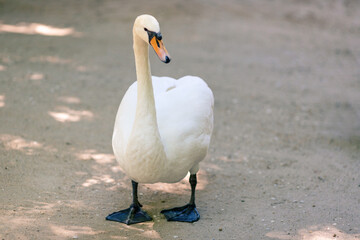Beautiful white swan close up.