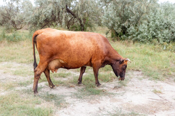 A large cow grazes on the lawn.