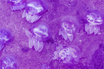 A lot of jellyfish close-up on the seashore. Problems with ecology. Dead jellyfish.