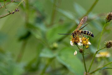 Wasp Eating 
