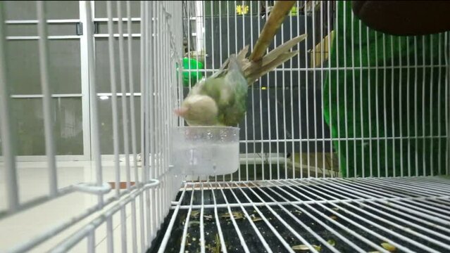 Green-cheeked parakeet or green-cheeked conure are playing in the water until their heads are wet. It's a popular pet in Thailand.