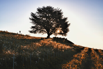 coucher du soleil sur l'arbre solitaire dans le vignoble