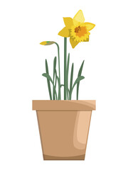 yellow daffodils in a pot