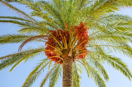 Palm tree with date fruit