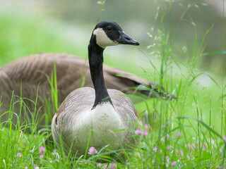 Portrait of a Canada Goose in a meadow