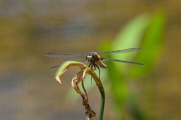 Four spotted chaser sitting on a green plant