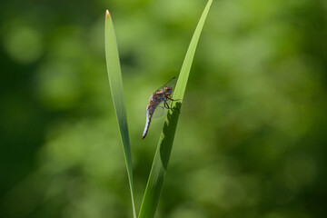 A broad-bodied chaser dragonfly resting on a green plant