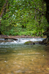 Fototapeta premium rivière sauvage, bois de versoix