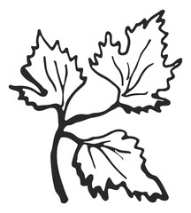 Grape leaves branch in hand drawn style. Vine sketch