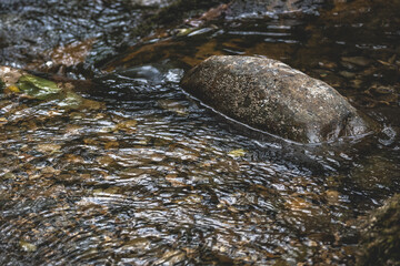rivière sauvage, bois de versoix, 